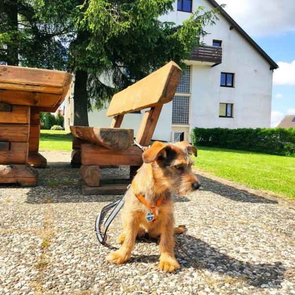 Ferienwohnung Harzluchs Mit Balkon, Netflix Und Sauna Im Haus Hohegeiß Exterior foto